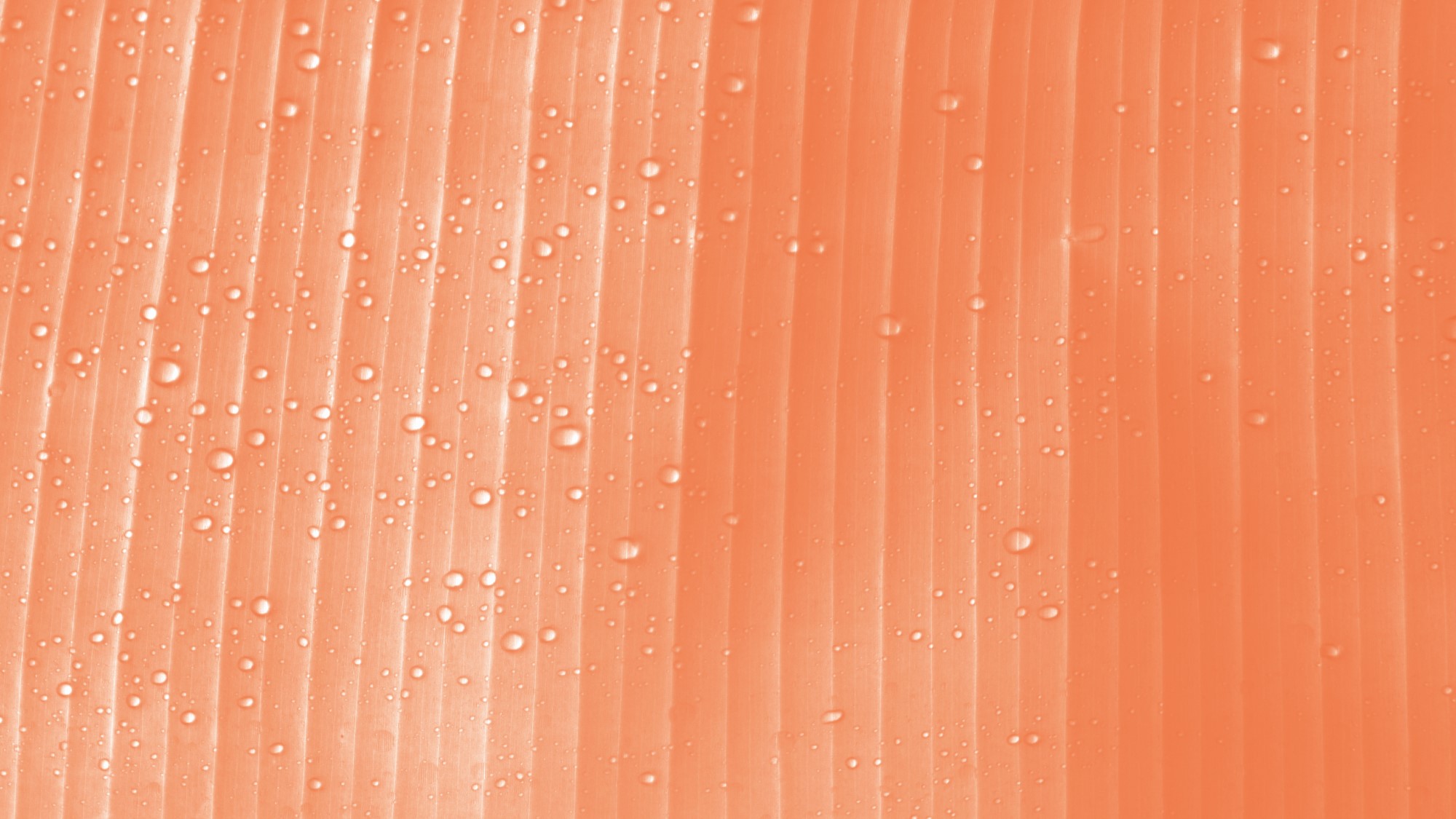 Lamberti the of corporate procurement